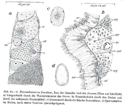 Image of Paromalostomum fusculum Ax 1952