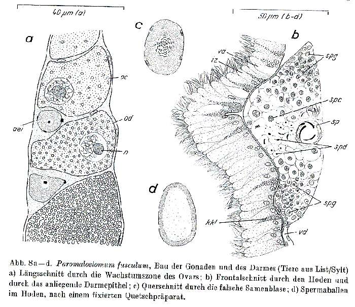 Image de Paromalostomum fusculum Ax 1952