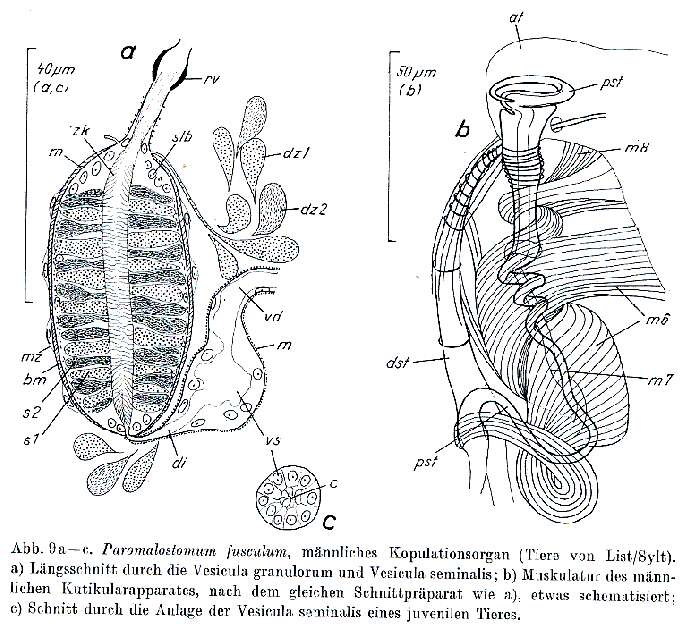 Image of Paromalostomum fusculum Ax 1952