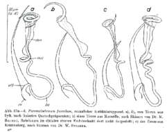 Image of Paromalostomum fusculum Ax 1952