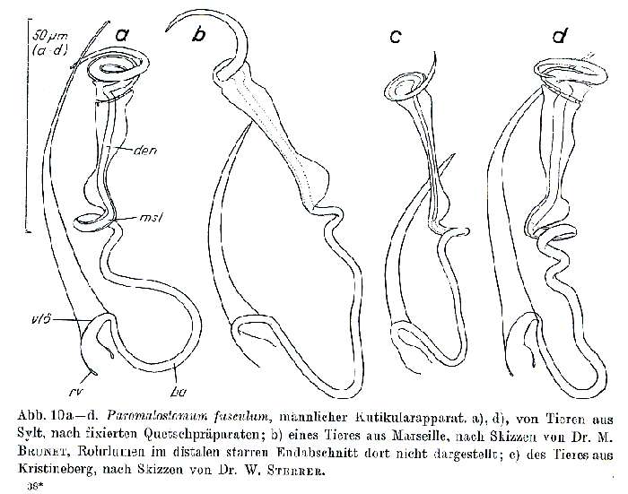 Image de Paromalostomum fusculum Ax 1952