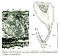 Image of Paromalostomum fusculum Ax 1952