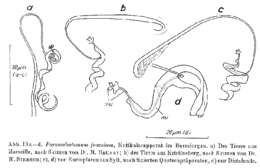 Image de Paromalostomum fusculum Ax 1952