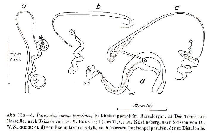 Image de Paromalostomum fusculum Ax 1952