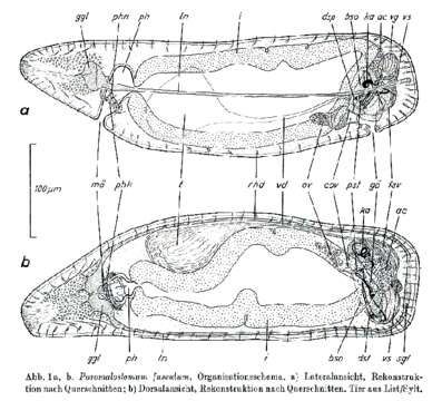 Image of Paromalostomum fusculum Ax 1952