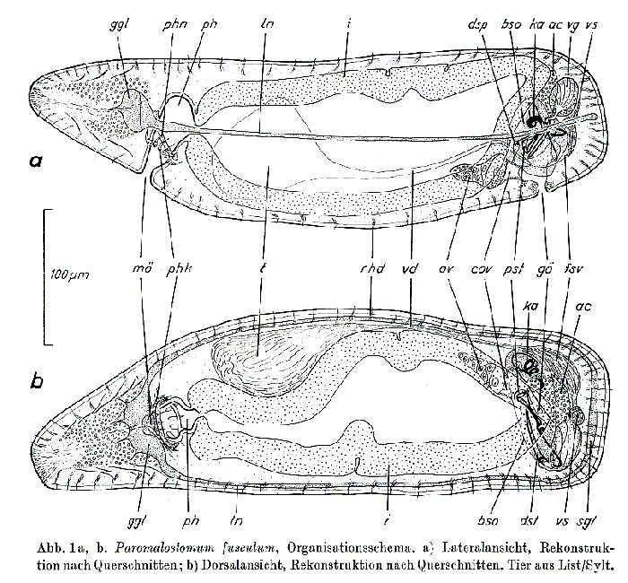 Image de Paromalostomum fusculum Ax 1952