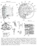 Image de Paromalostomum fusculum Ax 1952