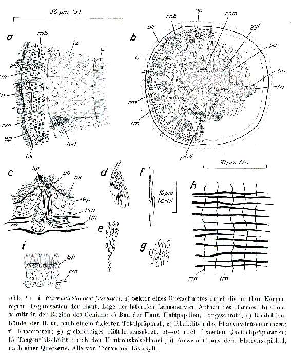 Image of Paromalostomum fusculum Ax 1952