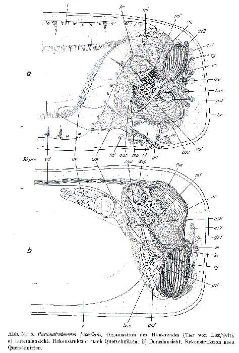 Image of Paromalostomum fusculum Ax 1952