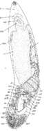 Image de Paromalostomum massiliensis Rieger 1971