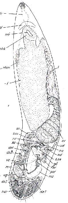 Image of Paromalostomum massiliensis Rieger 1971