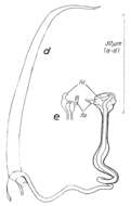 Image of Paromalostomum massiliensis Rieger 1971