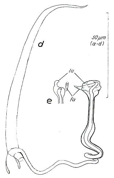 Image de Paromalostomum massiliensis Rieger 1971