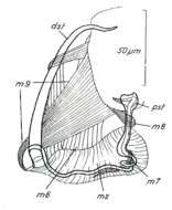 Image de Paromalostomum massiliensis Rieger 1971