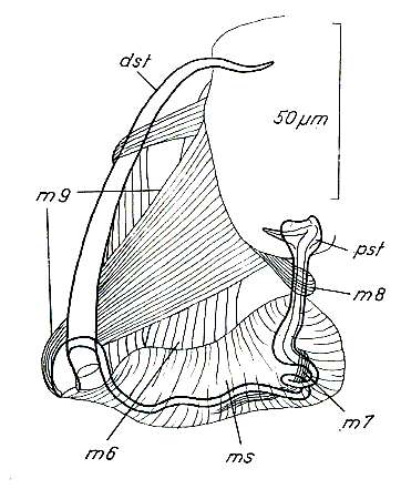 Image de Paromalostomum massiliensis Rieger 1971