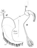 Image de Paromalostomum massiliensis Rieger 1971