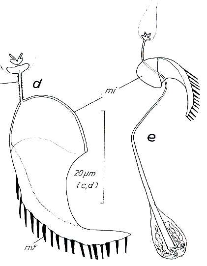 Image de Paromalostomum massiliensis Rieger 1971