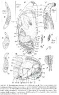 Image de Paromalostomum minutum Rieger 1971