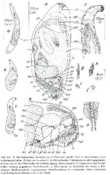 Image of Paromalostomum minutum Rieger 1971