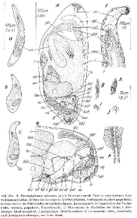 Image de Paromalostomum minutum Rieger 1971