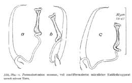 Image de Paromalostomum minutum Rieger 1971