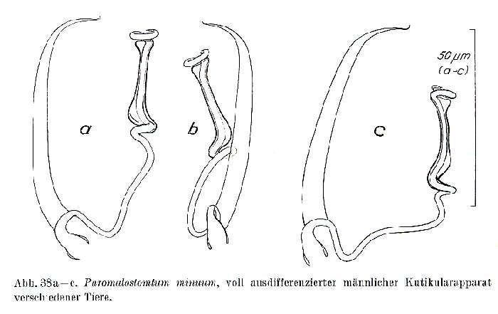 Image de Paromalostomum minutum Rieger 1971