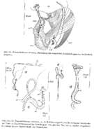 Image of Paromalostomum minutum Rieger 1971