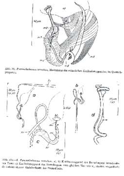 Image of Paromalostomum minutum Rieger 1971