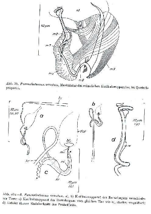 Image de Paromalostomum minutum Rieger 1971