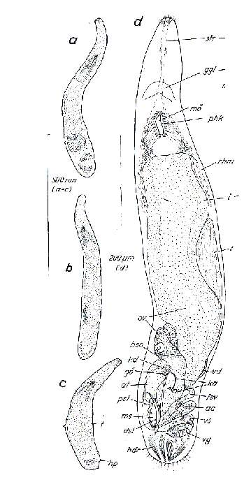 Image de Paromalostomum parvum Rieger 1971