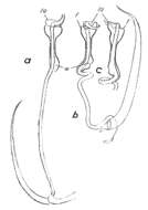 Image de Paromalostomum parvum Rieger 1971