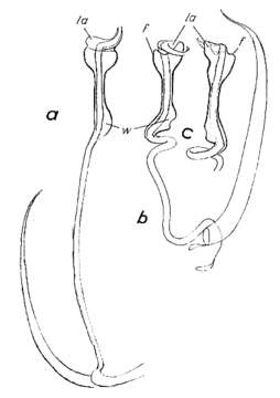 Image of Paromalostomum parvum Rieger 1971