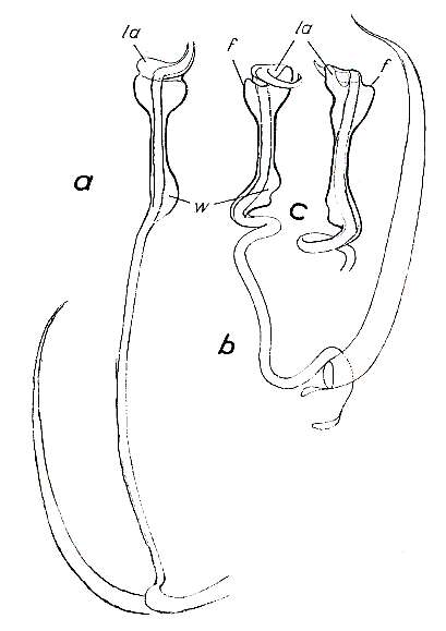 Image of Paromalostomum parvum Rieger 1971