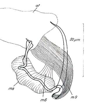 Image of Paromalostomum parvum Rieger 1971