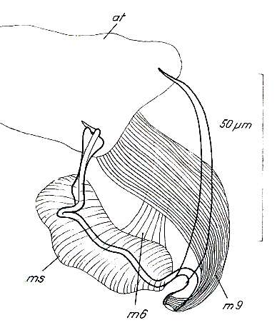 Image de Paromalostomum parvum Rieger 1971