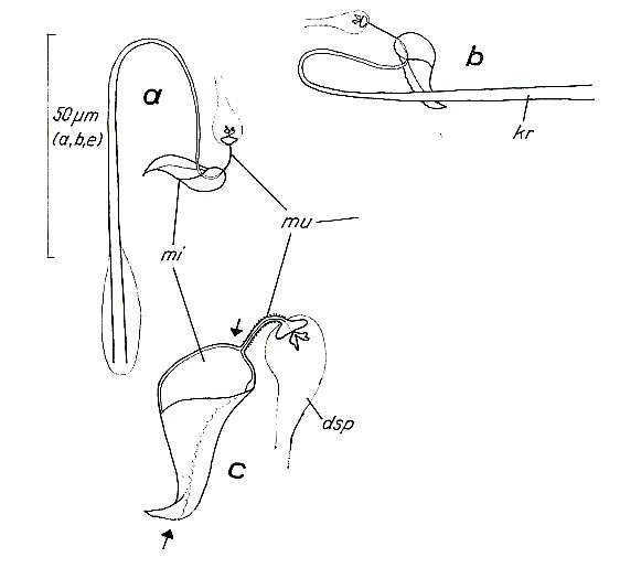 Image of Paromalostomum parvum Rieger 1971