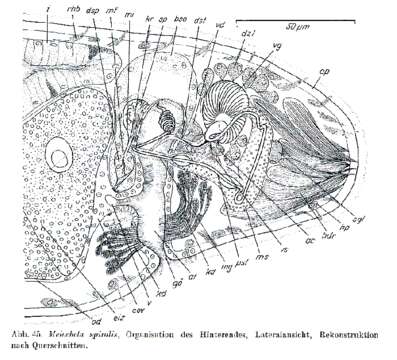 Image de Meiocheta