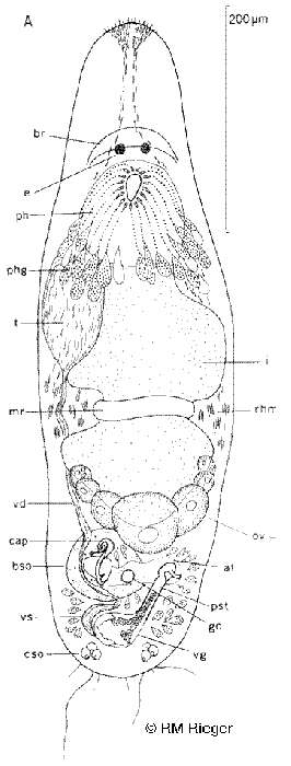 Image of Paramyozonaria
