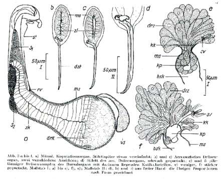 Image of Myozonaria