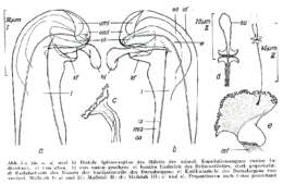 Image of Myozonaria