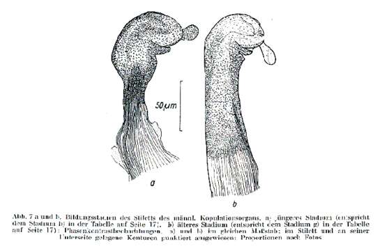 Image of Myozonaria