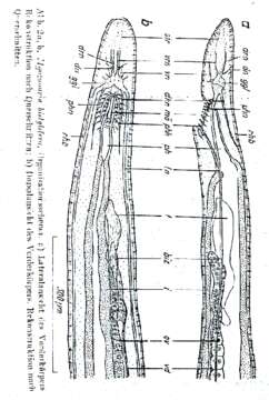 Image of Myozonaria