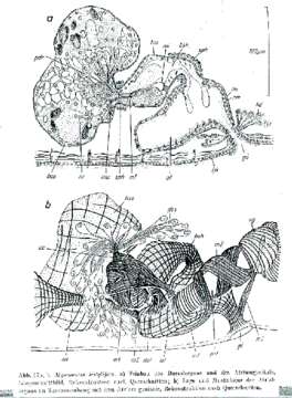 Image of Myozonaria