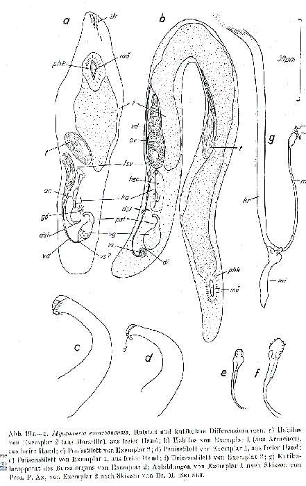 Image de Myozonaria arcassonensis Rieger 1971