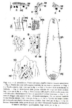 Image of Acanthomacrostomum