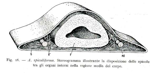 Image de Acanthomacrostomum