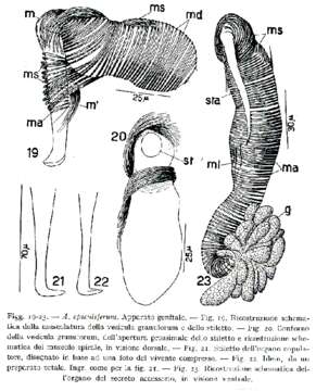 Image of Acanthomacrostomum