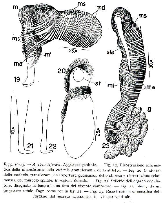 Image of Dolichomicrostomida