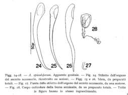 Image de Acanthomacrostomum