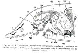 Image de Acanthomacrostomum